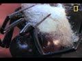 Deadliest Mates: Black Widow Spider