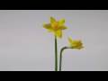 Daffodil flowers opening with rotate time lapse