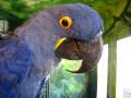 Tara Talk – Hyacinth Macaw Chitchat