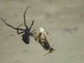 Black Widow Vs. Wasp, The Final Battle