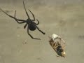 Black Widow Vs. Wasp, The Final Battle