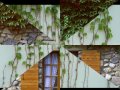 校园里那片绿绿的爬山虎