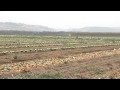 נחשולים אבטיחים לגרעינים 1