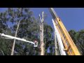 Mount Dandenong Mountain Ash Tree Removal