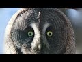 True Facts About The Owl