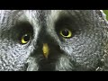 True Facts About The Owl