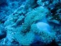 Bora Bora Scuba Diving & Snorkeling