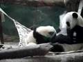 panda mother hugs baby panda