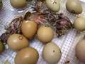 Разведение фазанов: Pheasants Hatching!(Вылупление фазанов)