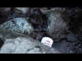 Who is JOB 2.0 - Surf and Harpoons - Episode 7