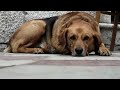 Sad Dog Diary