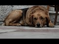 Sad Dog Diary
