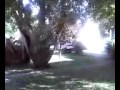 How to move a Red Japanese Maple Tree 14 yrs old