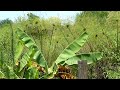 Solar Fish Farm For Sale