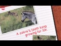 Awesome Zebra Facts | Uzoo University
