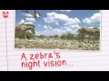 Awesome Zebra Facts | Uzoo University