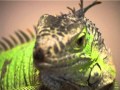 Recuperata un'iguana a Montanaro Recuperata un'iguana a Montanaro