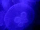 Jellyfish (Sea Jellies, Las Medusas de Mar)