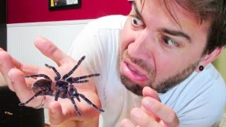 DEADLY SPIDER ATTACK! (6.11.13 - Day 1503)