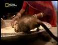 NATIONAL GEOGRAPHIC CHANNEL DEUTSCHLAND Ratten in Indien