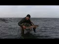 Seatrout Bornholm