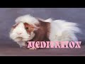 THE VINTAGE CARAVAN - Midnight Meditation (OFFICIAL LYRIC VIDEO)