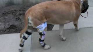 Dog Knee Brace Wow Aoc Pet Youtube