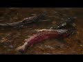 Wild Coho Salmon Spawning
