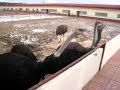 Разведение страусов: Страусиная ферма "Русский Страус"
