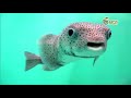 Funny Talking Animals Compilation - Call of the Wild- Earth Rangers