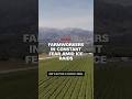 Launch Mini Player
