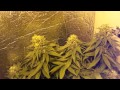 Jack Herer (Green House Seeds)