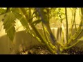 Jack Herer (Green House Seeds)