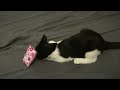 ROFL Katze ;)