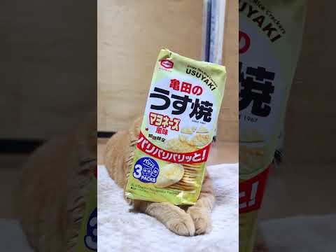 亀田のうす焼きスナックと可愛い猫たちの癒しのコラボ動画 サムネイル