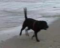 Onze labbies in het water...