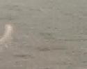 Onze labbies in het water...