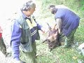 Κυνήγι αγριόχοιρου στο Χαμηλό