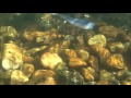 Minnow by trigger X