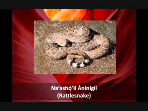 How to Name Animals in the Navajo Language