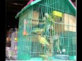 DIY Bird Toys – One Creation Led To Another And Another…