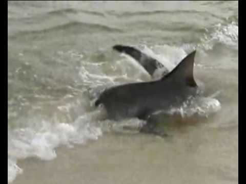 Video: Manoma, kad ryklys buvo palangoje, - bet tai tik buvo manoma....