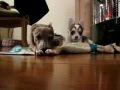 Two dogs, two behaviors, one shredded rug Two dogs, two behaviors, one shredded rug