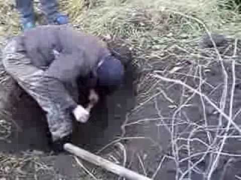 ловля барсука на капкан видео ловля барсука бери капканчик видео