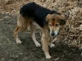 RSPCA New Zealand ,Bay of Islands, Dog Shelter RSPCA New Zealand ,Bay of Islands, Dog Shelter
