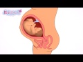Click to View : How a baby develops during pregnancy