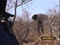 Elefant jakt Miniatyrbilde