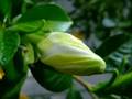 Bienvenido Granda ( Perfume De Gardenia)