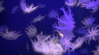 くらげうみ。さま 海の生き物（逆さクラゲ）Cassiopea ornata - YouTube