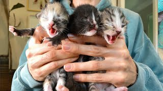 1 Week Old Kitten Update!